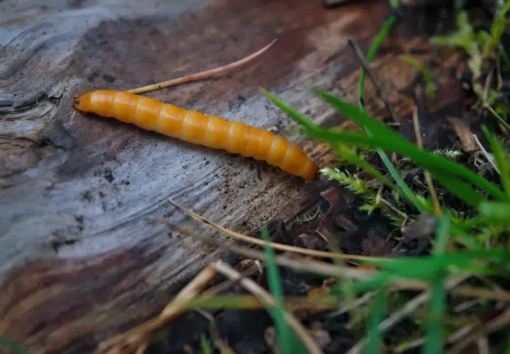 Un ver orangé, ressemblant à un ver fil de fer, rampe sur un morceau de bois mort, entouré d'herbe verte et de feuilles mortes.