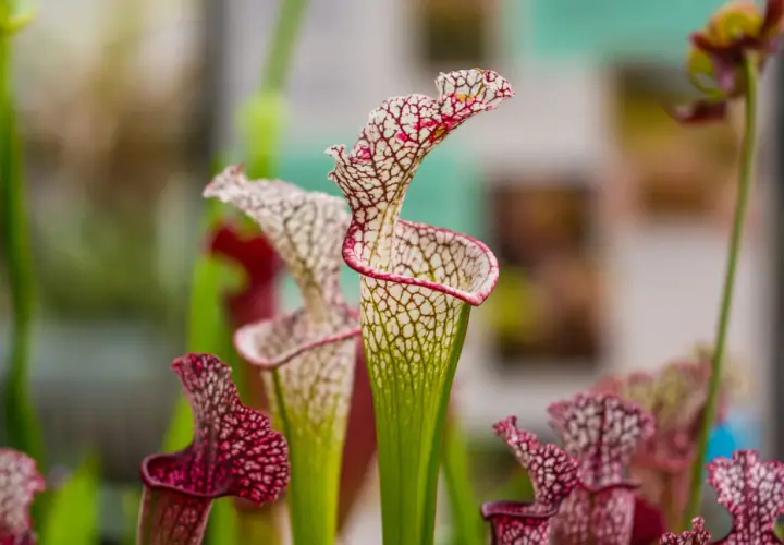 Sarracenia in fiore, con le loro forme uniche e venature rosse e bianche. La cura di queste piante carnivore è un'arte.