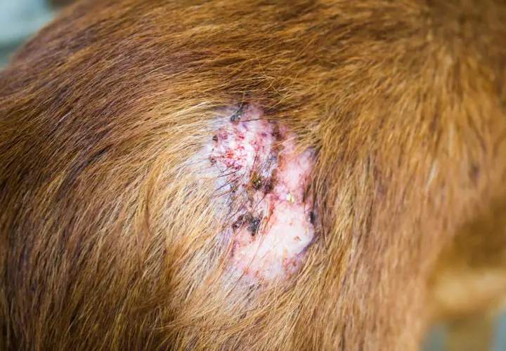 Lesión en la piel de un perro, con pérdida de pelo y enrojecimiento, posibles primeros síntomas sarna perros.