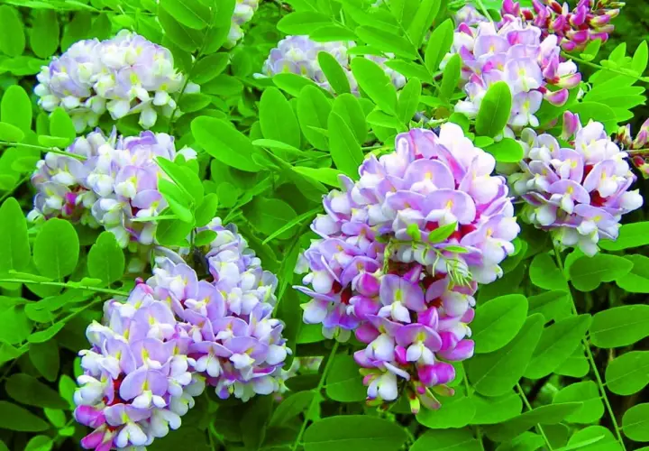 Kwiatostany robinia akacjowa umbraculifera w odcieniach bieli i fioletu, otoczone zielonymi liśćmi.