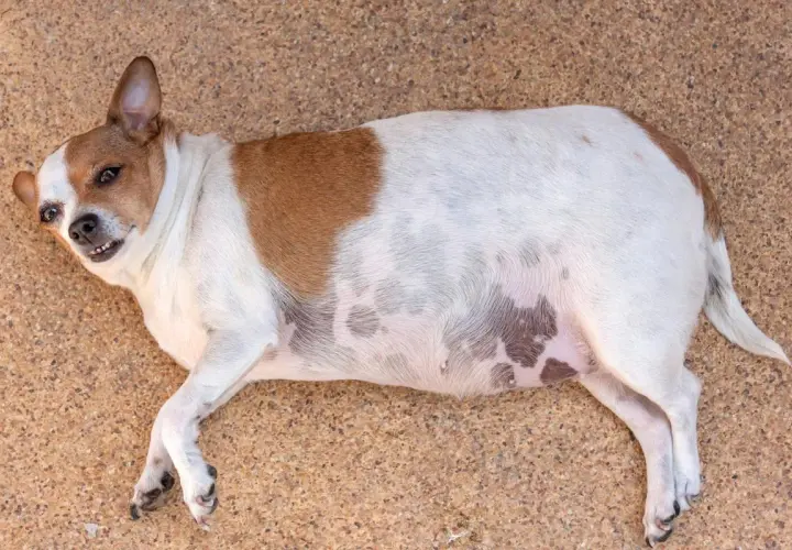 Mi perro tiene la cola inflamada, parece que se ha dado un golpe.
