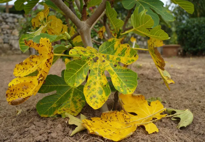 Feuilles de figuier jaunies et tachetées, signe d'une maladie. Un petit fruit vert est visible sur la branche.