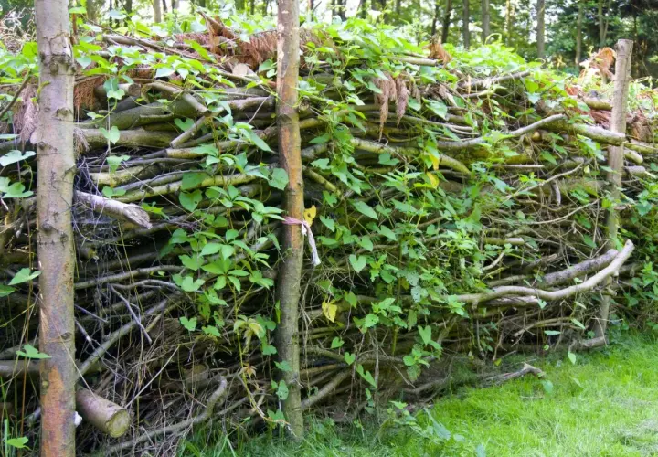 Ein rustikaler Zaun aus totholz im garten, bewachsen mit grünen Ranken.