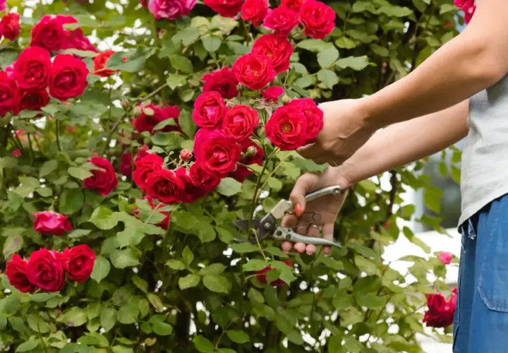 Mani che potano rose rosse. Un gesto essenziale per sapere come curare le rose e mantenerle rigogliose.