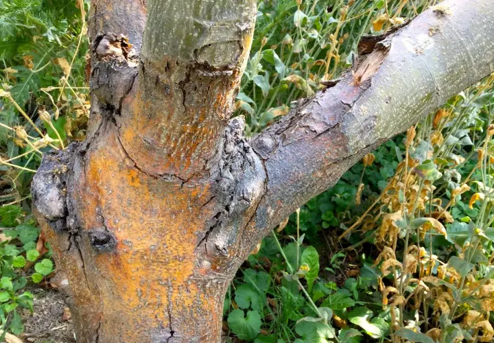 Ein alter Apfelbaum mit einem Pilz am Stamm. Die Rinde ist rissig und orange-braun, ein Ast ist abgebrochen.