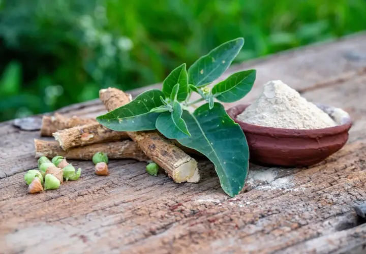Raíces, hojas y polvo de ashwagandha, mostrando sus múltiples beneficios para la salud.
