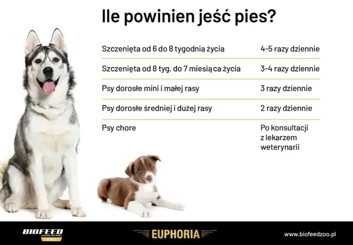 Tabela pokazuje zapotrzebowanie kaloryczne psa w zależności od wieku i rasy. Dorosłe psy jedzą 2-3 razy dziennie, szczenięta częściej. Chore psy konsultuj z weterynarzem.