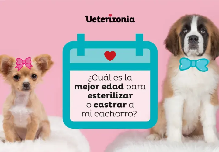 Chihuahua con lazo rosa y San Bernardo con pajarita azul, junto a un calendario que pregunta la mejor edad para esterilizar o castrar. Conoce los beneficios de castrar a un perro.