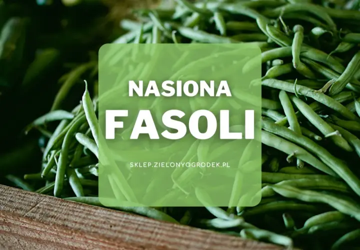 Duża ilość zielonych strąków fasoli, idealnych do sadzenia. Nasiona fasoli z pewnością obrodzą!