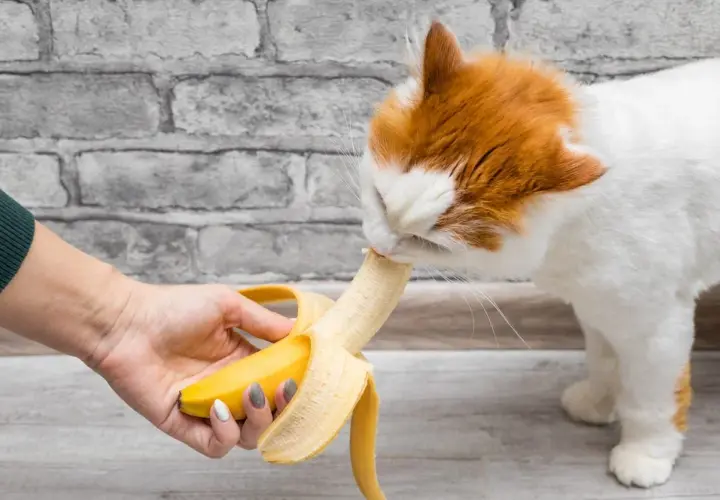 Rudy kot je banana podanego z ręki. Czy koty mogą jeść banany? Tak, ale w małych ilościach.