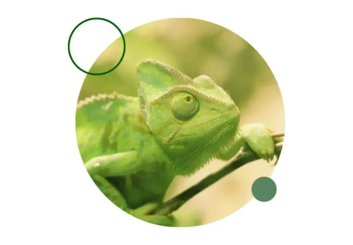 Camaleón verde, un ejemplo de que reptiles se pueden tener de mascota en España.