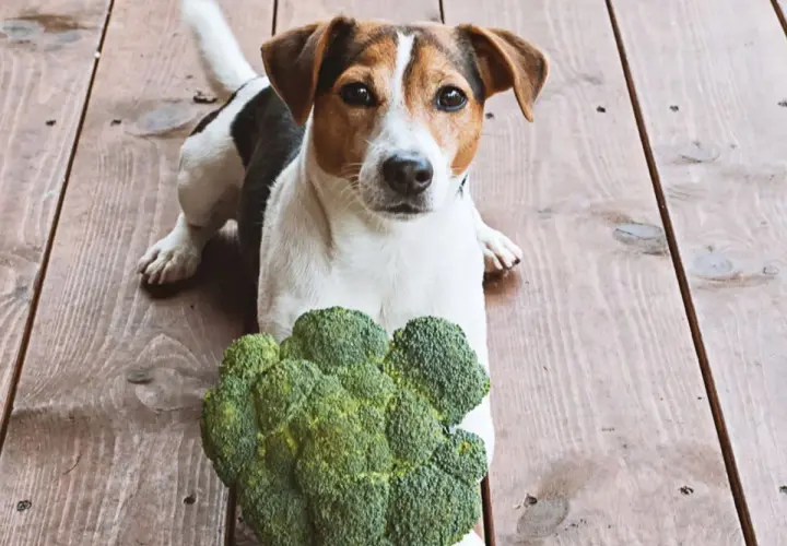 Jack Russell Terrier leży obok brokuła, zastanawiając się, czy psy mogą jeść brokuły.