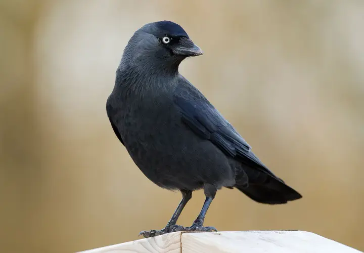 Eine Dohle mit hellem Auge sitzt auf einem Holzbrett, vielleicht in der Nähe ihres dohle nest.