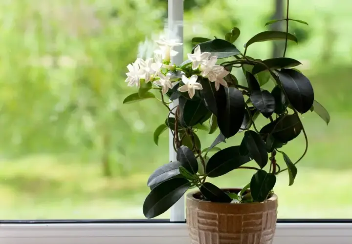 Un profumato gelsomino da appartamento fiorisce su un davanzale, con foglie scure e fiori bianchi a stella che si stagliano contro il verde sfocato dell'esterno.