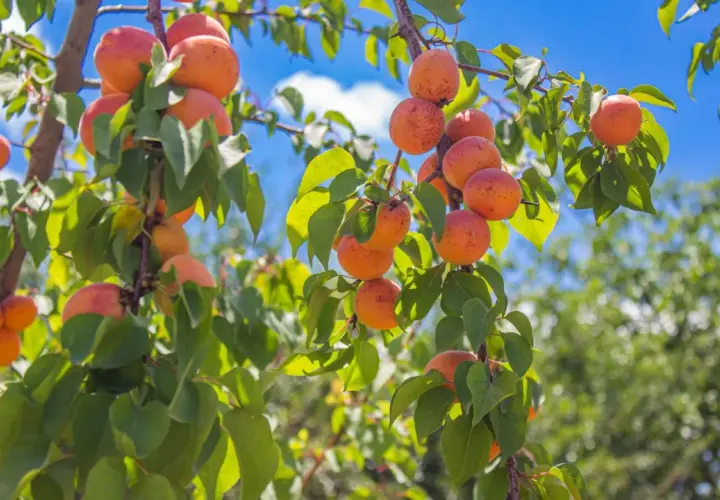 Rameaux d'un abricotier chargés de fruits mûrs, sous un ciel bleu éclatant. L'exposition parfaite pour une récolte abondante.