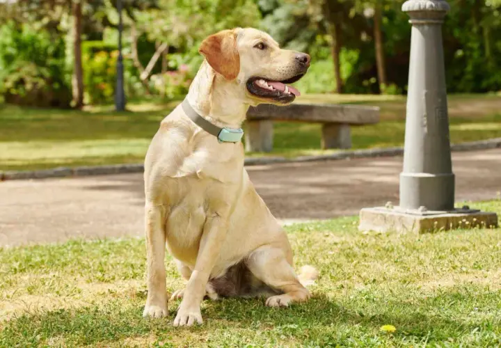 Labrador sentado en el césped, con collar azul. Parece que mi perro respira raro como si se ahogara.