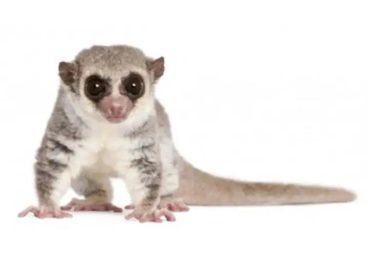 Mały, puszysty lemur, uroczy **primate po polsku**, z wielkimi, ciemnymi oczami i długim ogonem, siedzi na białym tle.