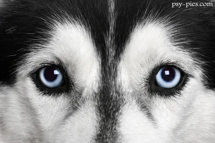 Jak wygląda Siberian Husky? Poznaj wzorzec rasy i kolory oczu!