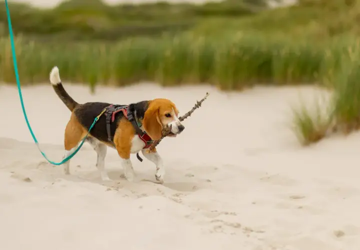 Szczeniak beagle z patykiem w pysku spaceruje po plaży. Widać, że to idealny moment, kiedy szczeniak może wyjść na dwór.