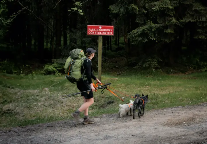 Woliński Park Narodowy z psem to wspaniała przygoda. Turystka z plecakiem i dwoma psami na smyczy przemierza leśną ścieżkę.