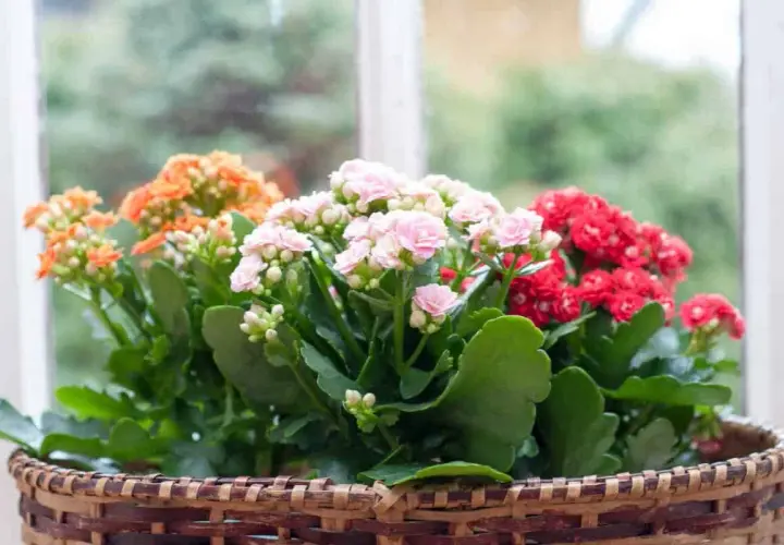Un panier tressé déborde de kalanchoes extérieurs aux fleurs roses, rouges et orangées, devant une fenêtre floue.