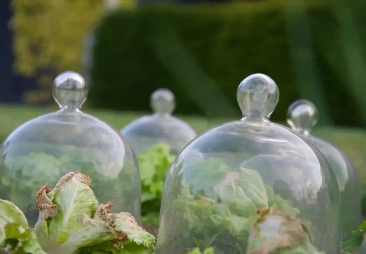 Salades protégées sous des cloches de verre, une solution anti limace naturel pour un potager sain.