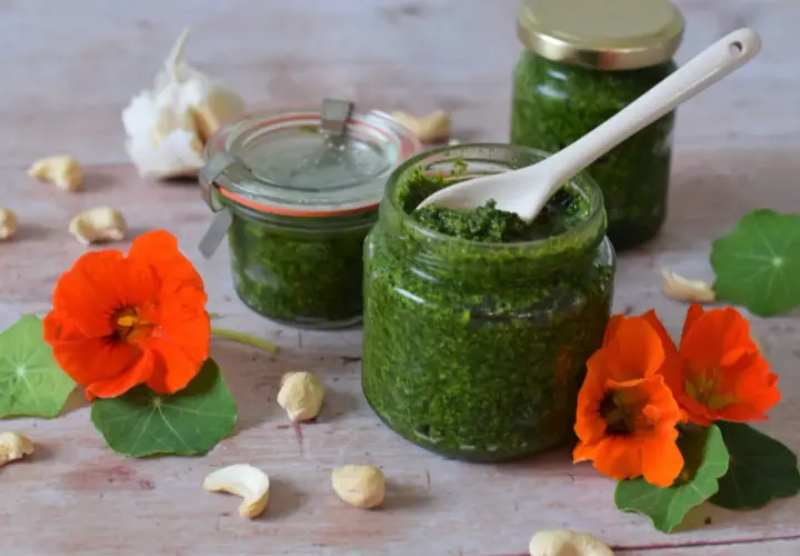 Frisches Kapuzinerkresse Pesto in Gläsern, umgeben von Kapuzinerkresseblüten, Cashewkernen und Knoblauch.