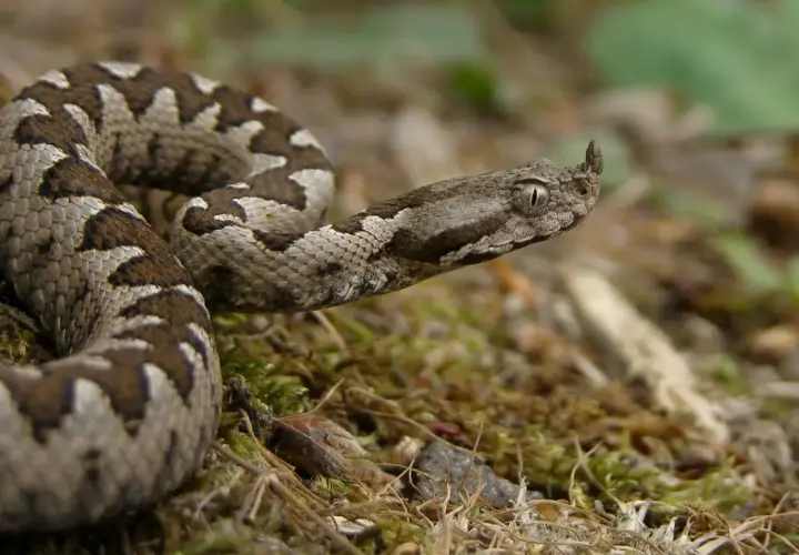 Una serpiente con cuernos, con escamas grises y marrones, se enrosca sobre musgo y hojarasca.