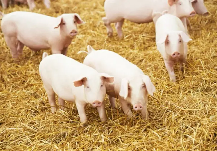 Kilka białych świń na słomie. Zastanawiasz się, jaka będzie cena wieprzowiny za kg?