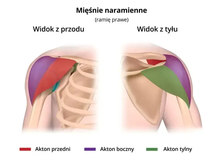 Anatomia mięśni naramiennych: widok z przodu i z tyłu. Określenie, ile serii na barki wykonać, zależy od treningu.