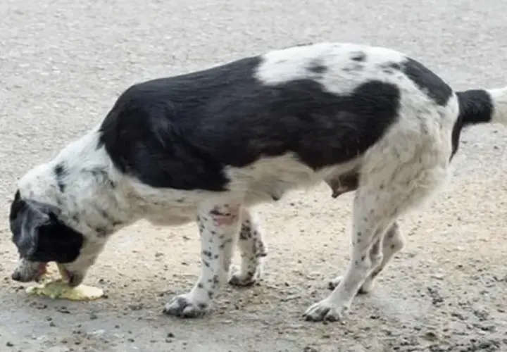 Perro blanco y negro vomitando bilis. Si tu perro vomita bilis, consulta a tu veterinario.