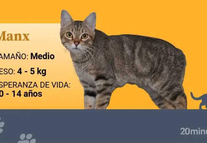 Un gato Manx, de tamaño medio y peso entre 4-5 kg, ¿será que esta es la raza de mi gato?