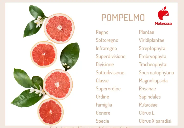 Pompelmi freschi e fiori, con un elenco tassonomico che include Citrus X paradisi, suggerendo le proprietà dell'estratto di semi di pompelmo.