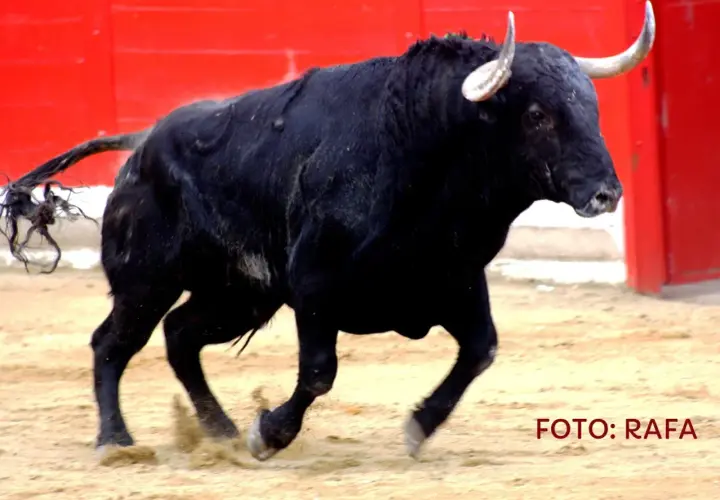 Toro negro bravo en la arena, listo para la lidia. Ganadería El Torero.