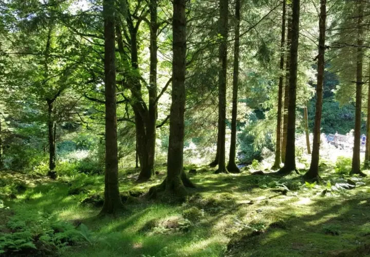 Słoneczne promienie przebijają się przez gęsty las, tworząc magiczną atmosferę. To idealne miejsce na spacer po jednym z polskich parków narodowych.