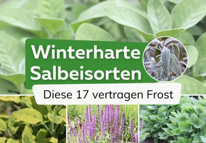 Winterharte Salbeisorten: Diese 17 vertragen Frost. Nahaufnahme von Salbeiblättern, einige mit Raureif bedeckt.