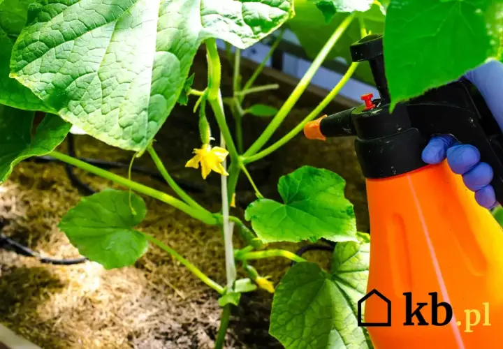 Ręka w niebieskiej rękawiczce trzyma opryskiwacz, by chronić młode ogórki przed zarazą.