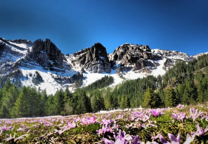 Flores moradas cubren el prado al inicio de la ruta Prat del Cadi, con montañas nevadas y bosques de pinos al fondo bajo un cielo azul.