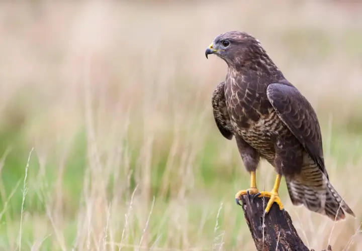 Ein Bussard, ein majestätischer Greifvogel, sitzt auf einem Baumstumpf. Sein Blick ist wachsam, bereit, seine Umgebung zu beobachten.