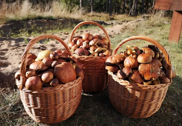Pełne kosze grzybów po udanym wypadzie gdzie na grzyby w lubelskim. Leśne skarby czekają na przetworzenie.