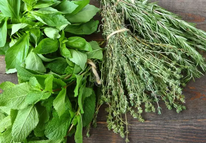 Un bouquet de basilic frais, de menthe et de thym, avec du romarin en arrière-plan. Chaque feuille aromatisée promet des saveurs intenses pour vos plats.