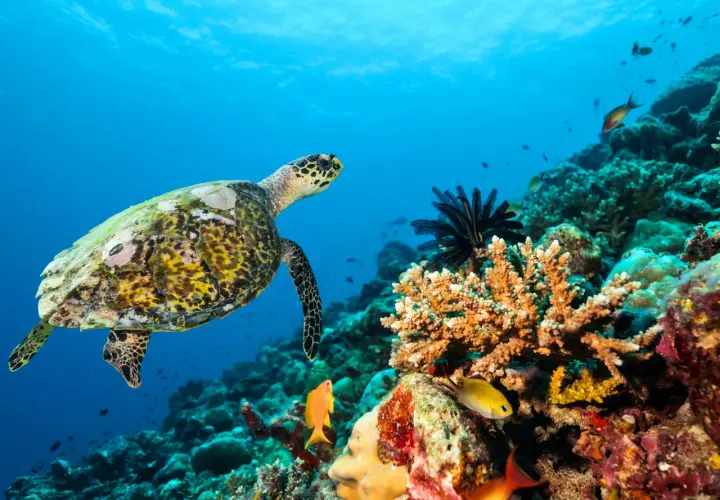 Hurghada nad Morzem Czerwonym: Odkryj podwodny raj Egiptu!