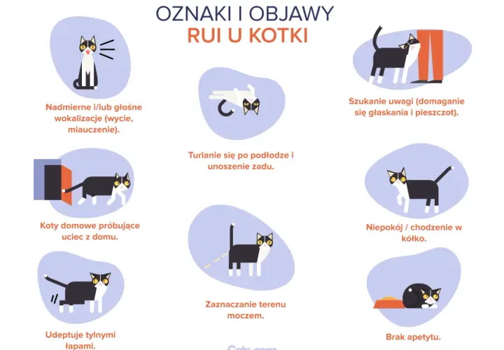 Ruja u kotki: Poznaj objawy, cykl i najlepsze rozwiązania