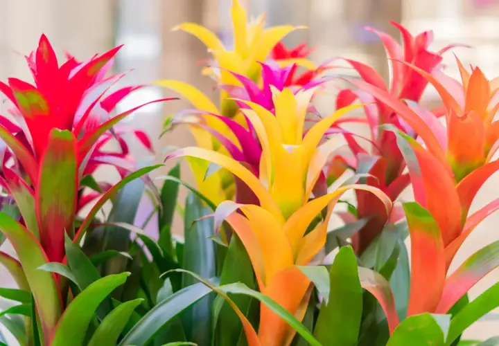Kolorowe kwiaty bromeliady, jak długo kwitnie? Te egzotyczne piękności zachwycają intensywnymi barwami przez wiele tygodni, dodając życia każdemu wnętrzu.