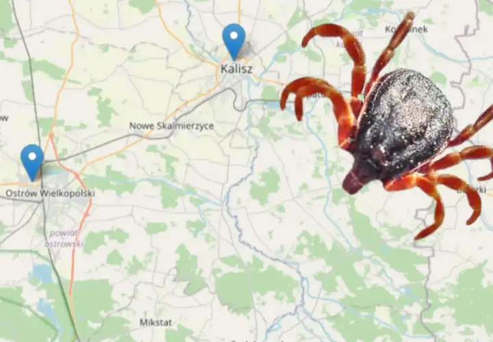 Kleszcze w Polsce: Gdzie żyją i jak ich unikać? Sprawdź mapę