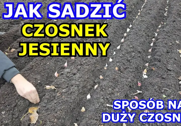 Jak uprawiać czosnek żeby był duży - sprawdzone metody na plon