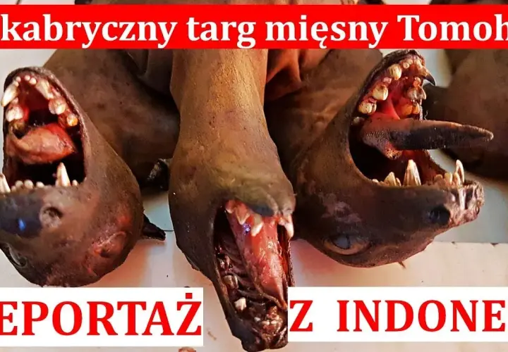W jakim kraju jedzą psy i dlaczego ta tradycja budzi kontrowersje