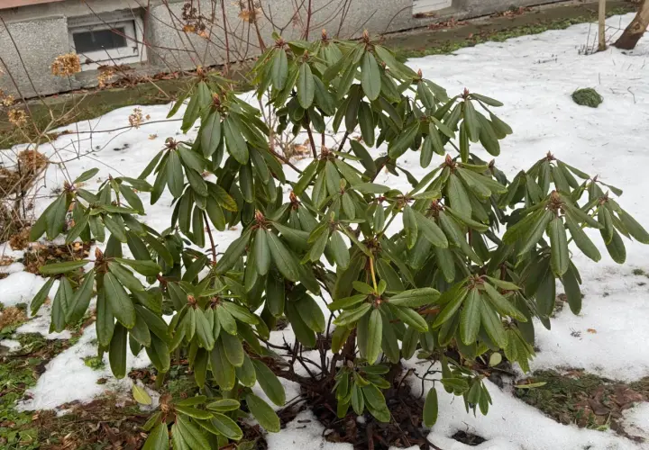 Zielony rododendron z pąkami kwiatowymi, otoczony śniegiem. Dowiedz się, jak przycinać rododendrony, aby cieszyć się ich pięknem.