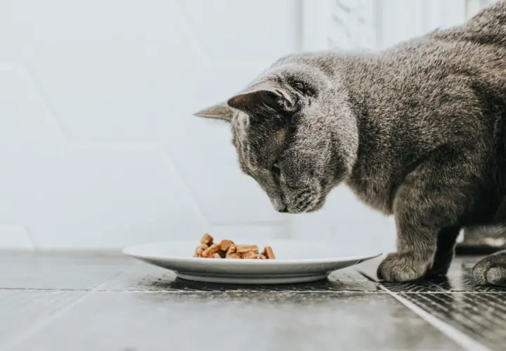 Graue Katze schnuppert an Futter auf Teller, aber die Katze frisst nicht.