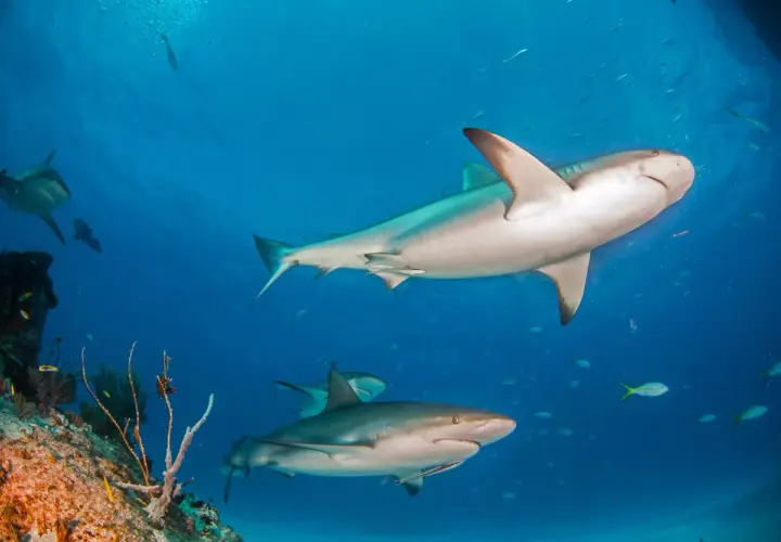 Un grupo de tiburón de arrecife nada en aguas azules claras, cerca de un arrecife de coral.